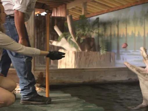 Gatorland Trainer for a day