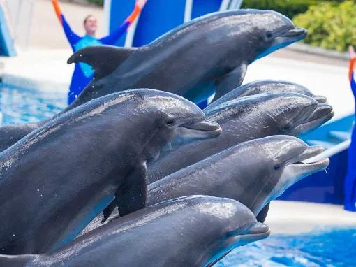Dolphin Days Show at SeaWorld Orlando