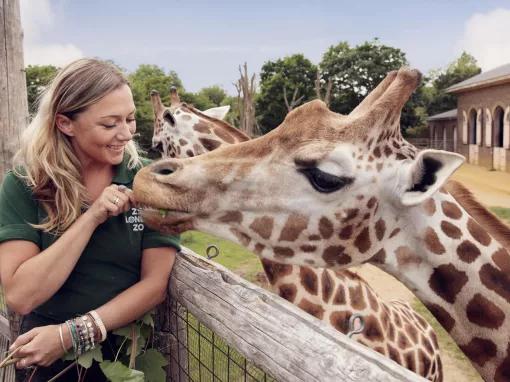 Feeding giraffes at London Zoo