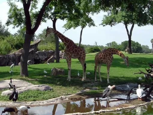 Serengeti Safari at Busch Gardens