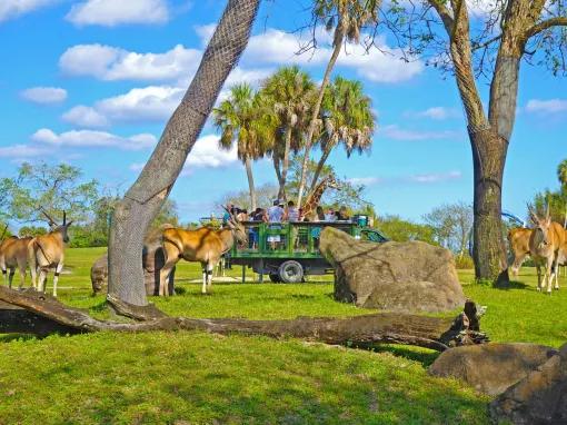 Serengeti Safari at Busch Gardens