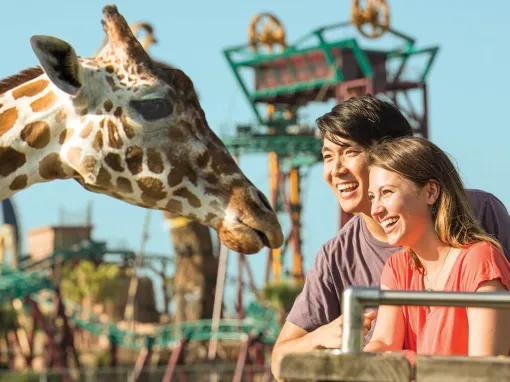 Serengeti Safari at Busch Gardens