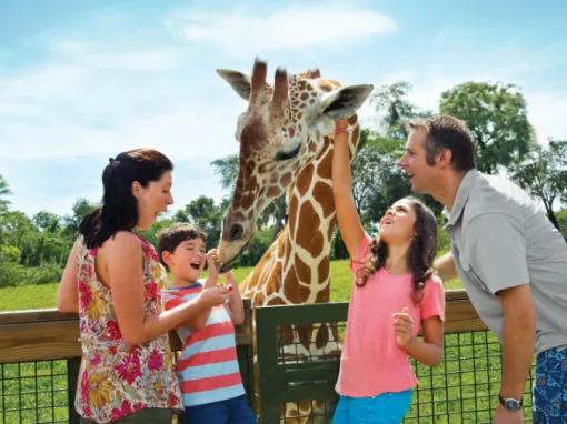 Serengeti Safari at Busch Gardens