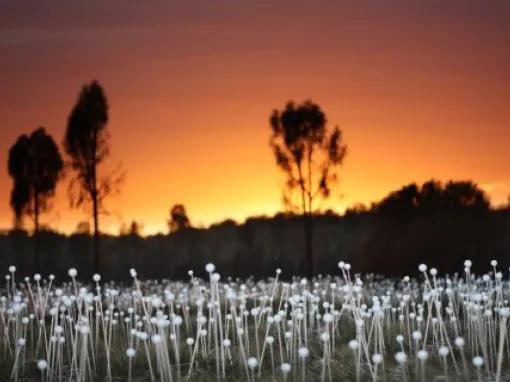 A Night at Field of Lights