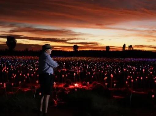 A Night at Field of Lights