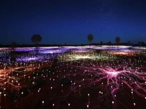 A Night at Field of Lights