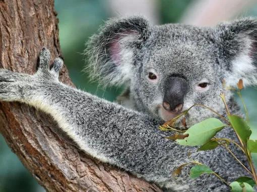 Koala Sactuary