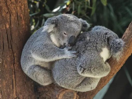 Koala Sactuary