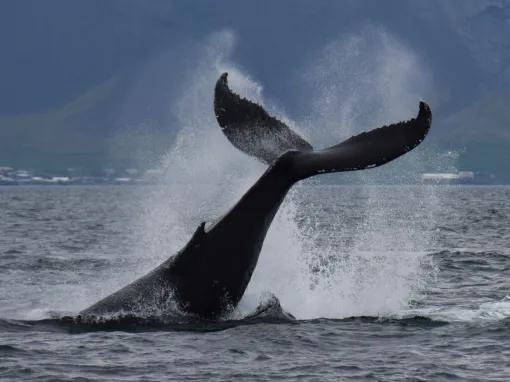 Whale watching Iceland