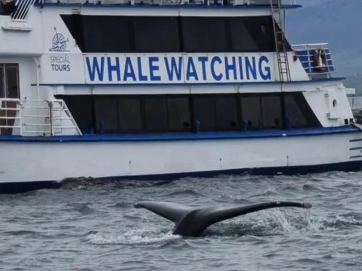 Whale watching Iceland