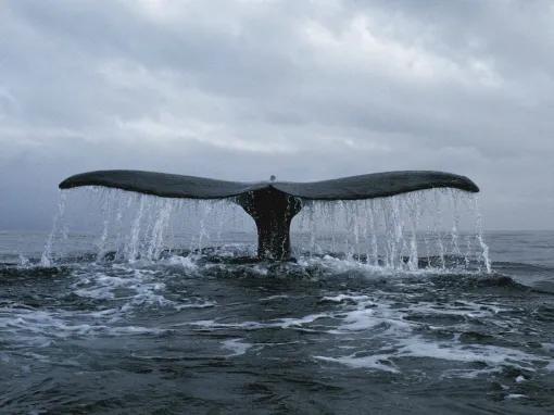 Whale watching Iceland