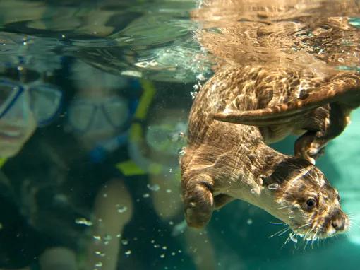 Enjoy a day a paradise at Discovery Cove