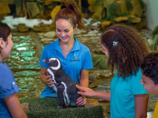 SeaWorld Orlando Penguin Encounter Ticket