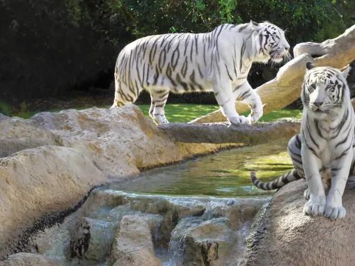 White Tigers at Loro Parque
