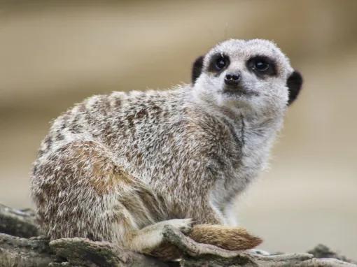 Meerkats
