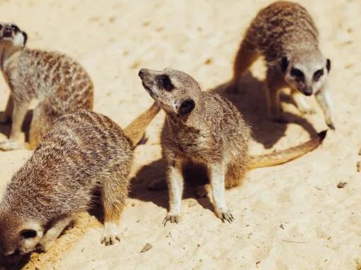 Meerkats