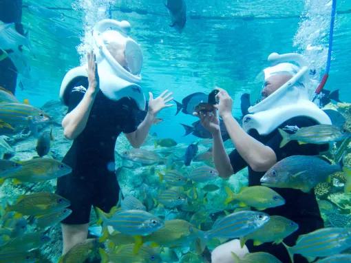 SeaVenture underwater walking tour at Discovery Cove
