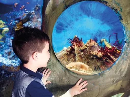 Boy watching the fish at SEA LIFE London Aquarium