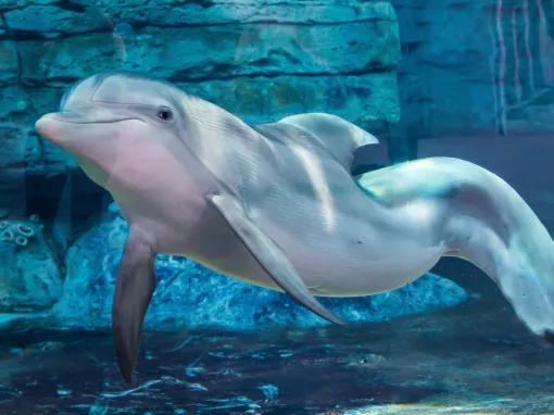 Small Group Clearwater Beach and Marine Aquarium