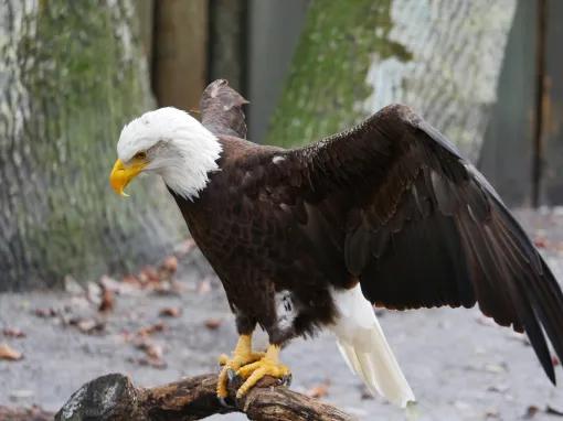 The Real Florida Adventure