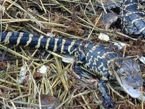 Baby Gators at Gatorland in Florida