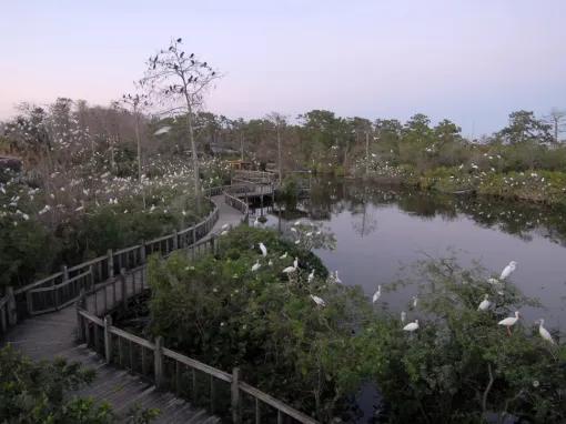 Bird Rookery at Gatorland in Florida