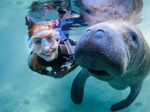 Girl Swimming with a Manatee in the Crystal River on Florida's Gulf Coast