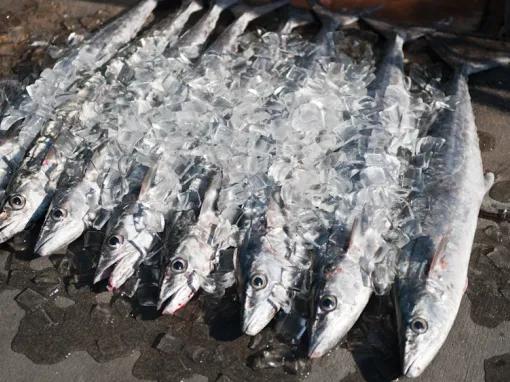 Deep Sea Fishing cruise aboard Super Queen