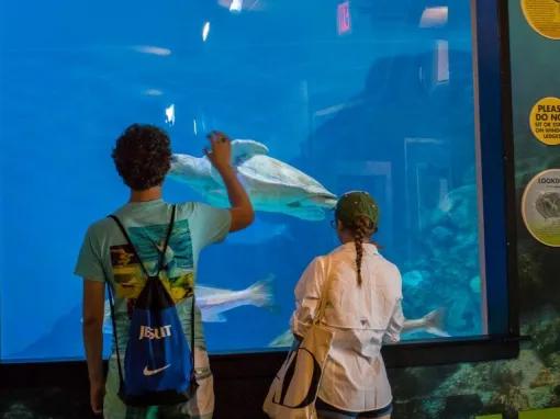 Teens looking at a turtle at Clearwater Aquarium