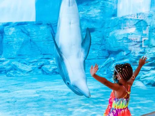 Girl watching a dolphin at Clearwater Aquarium