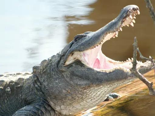 Smiling Alligator at Gatorland in Florida