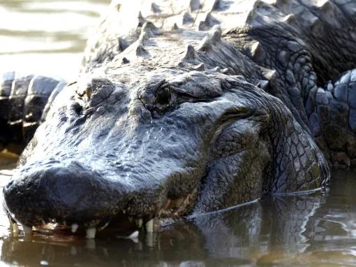 Large alligator at Gatorland in Florida
