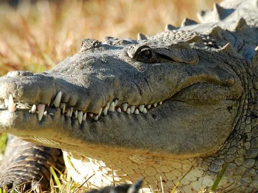 Large crocodile on grass at Gatorland in Florida