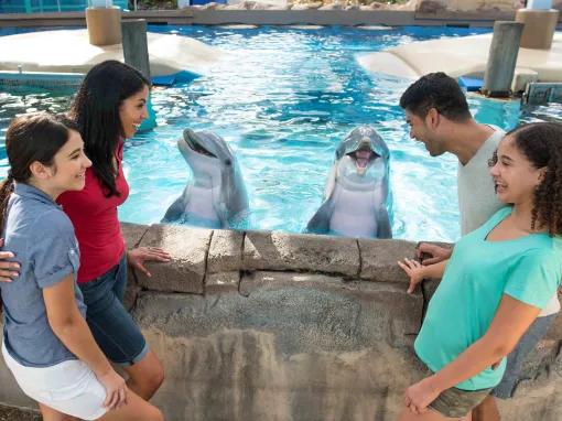 SeaWorld Orlando Dolphin Encounter