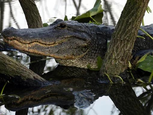 Alligator in swamp at Gatorland in Florida