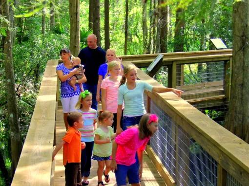 Wild Florida Gator Park Boardwalk