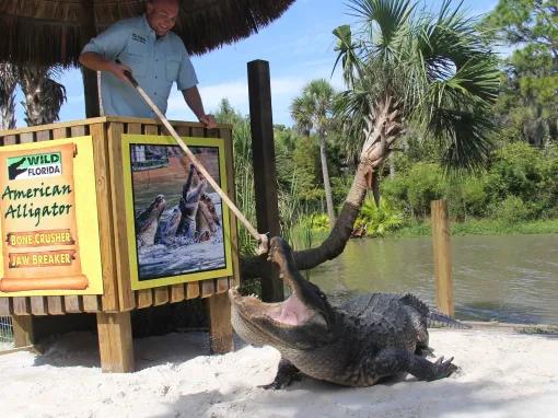 Alligator show at Wild Florida Gator Park