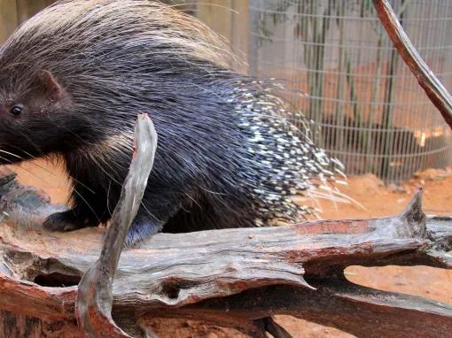 porcupine at Wild Florida Gator Park