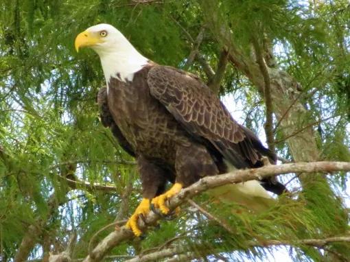 Bald eagle in the Central Florida Everglades