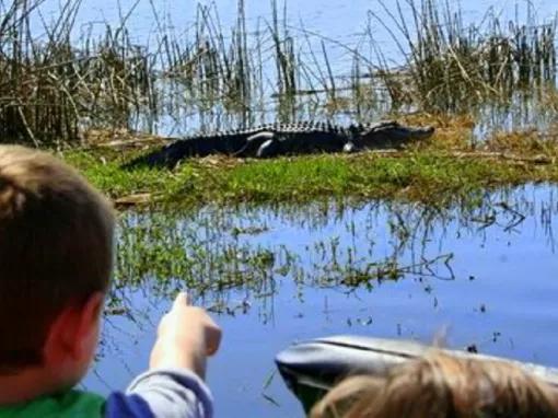 Boy pointing at an alligator on a wild florida airboat ride