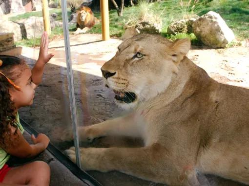 Girl interacting with a lion at Busch Gardens Tampa Bay