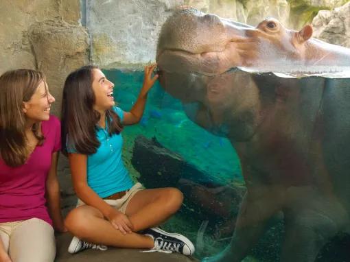 Mother and daughter interacting with a hippo at Busch Gardens Tampa Bay