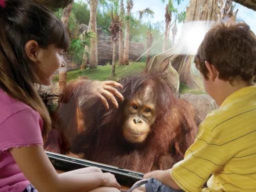 Boy and girl with orangutan at Busch Gardens Tampa Bay