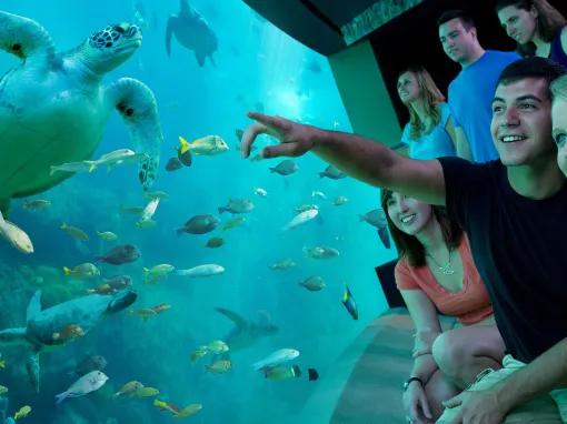 Couple watching turtles at SeaWorld Orlando