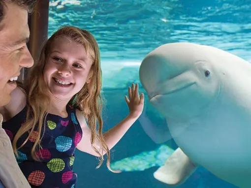 Father and daughter interacting with a Beluga Whale at SeaWorld Orlando