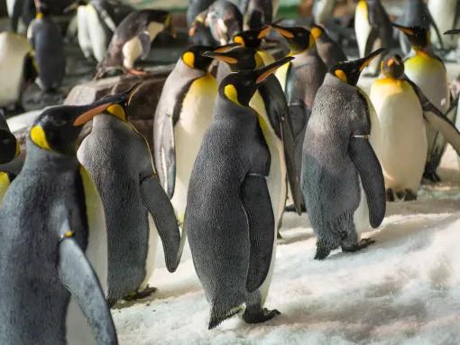King penguins at SeaWorld Orlando
