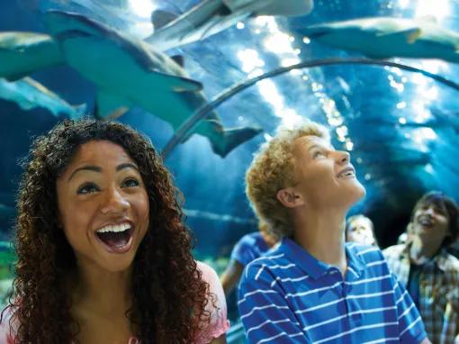 Teens walking through the Shark Tunnel at SeaWorld Orlando