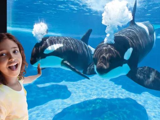 Girl interacting with an orca at SeaWorld Orlando