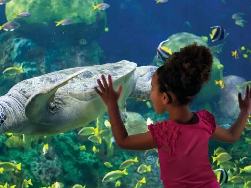 Boy interacting with a turtle at SeaWorld Orlando