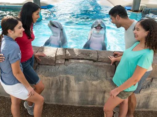 Famiy enjoying a dolphin encounter at SeaWorld Orlando